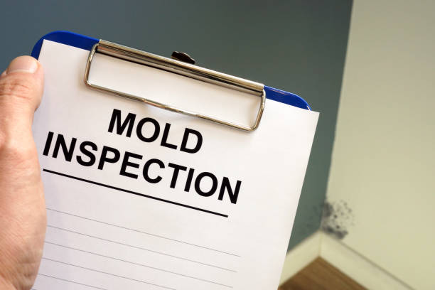 Best Mold Remediation for Vacation Homes  in Macclenny, FL